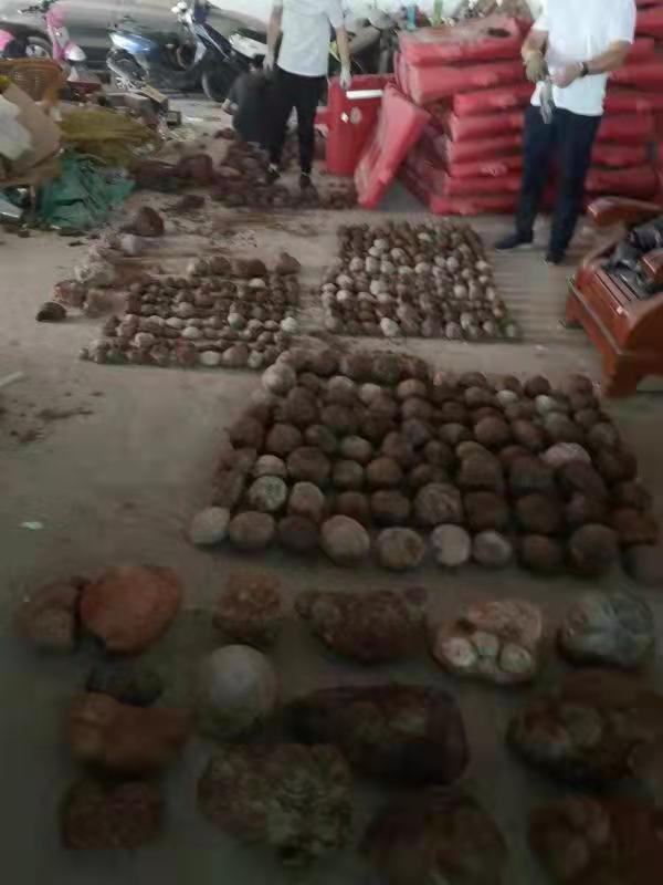 河源制毒窝点发现540余枚恐龙蛋化石及碎片!已移交博物馆