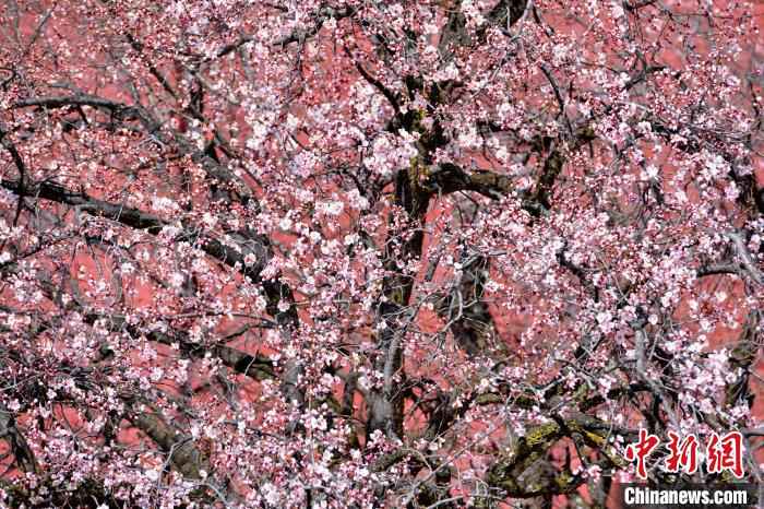 拉萨帕邦喀的古树桃花。 江飞波 摄 绝美四月 西藏拉萨古寺桃花盛开